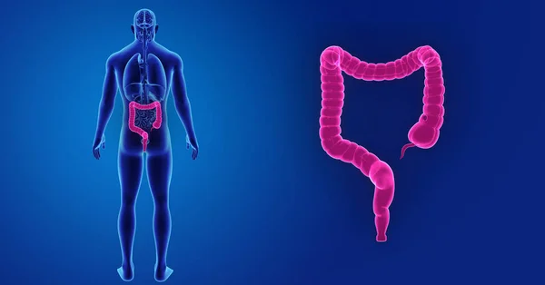 大腸は臓器後方ビューとズームします — ストック写真