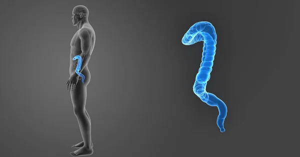 Zoom Sur Gros Intestin Avec Organes Vue Latérale — Photo