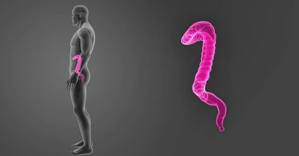 Large Intestine Zoom Organs Lateral View — Stock Photo, Image