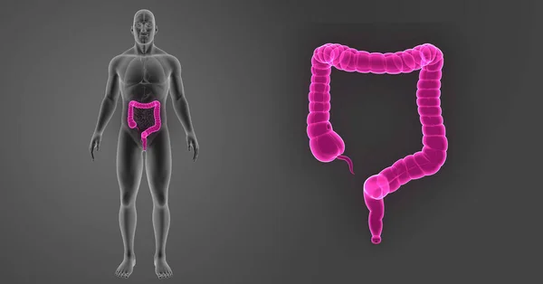 Zoom Sur Gros Intestin Avec Organes Vue Antérieure — Photo