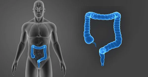 Zoom Sur Gros Intestin Avec Organes Vue Antérieure — Photo