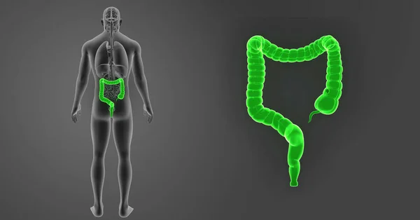 Tjocktarmen Zooma Med Organ Posterior — Stockfoto