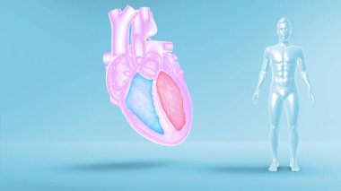 Arka planda insan kalbi 3D çizimi