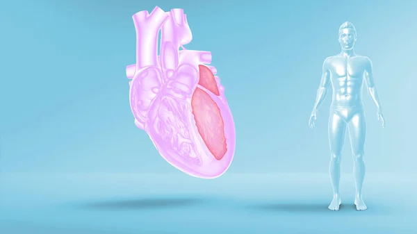 Human Heart Illustration Background — Stock Photo, Image