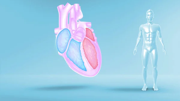 human heart 3d illustration on background