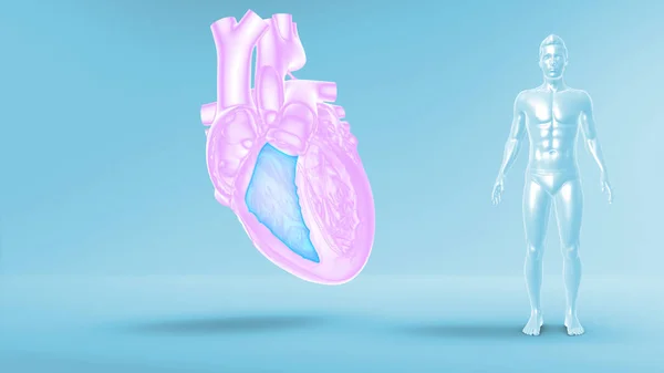 Human Heart Illustration Background — Stock Photo, Image