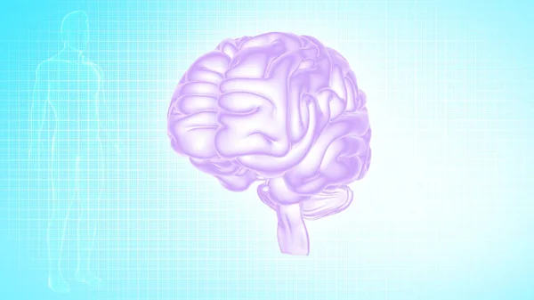 Mänsklig Hjärna Anatomi Illustration — Stockfoto