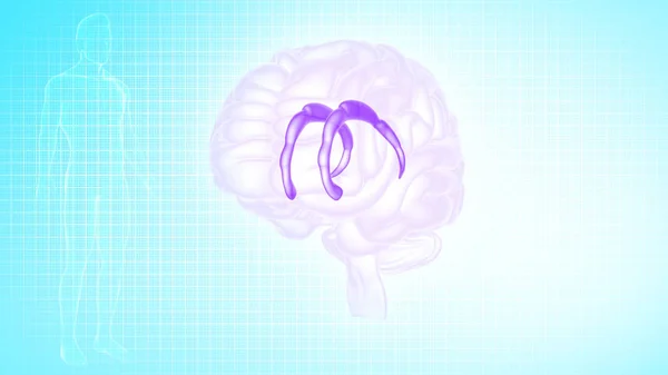 Ilustración Anatomía Del Cerebro Humano — Foto de Stock