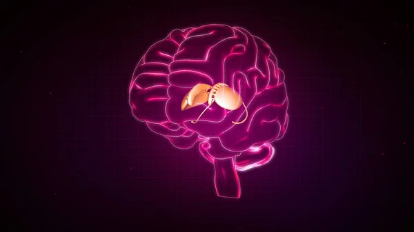 Mänsklig Hjärna Anatomi Illustration — Stockfoto