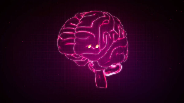 Анатомия мозга человека