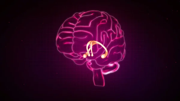 Приклад Анатомії Мозку Людини — стокове фото