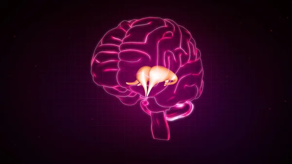 Ilustração Anatomia Cérebro Humano — Fotografia de Stock