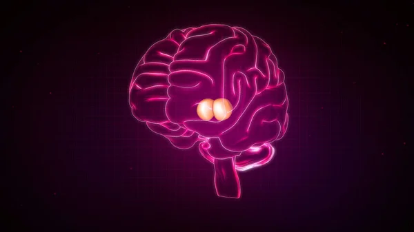 Illustrazione Anatomia Del Cervello Umano — Foto Stock