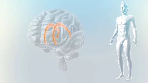 Human Brain anatomy illustration