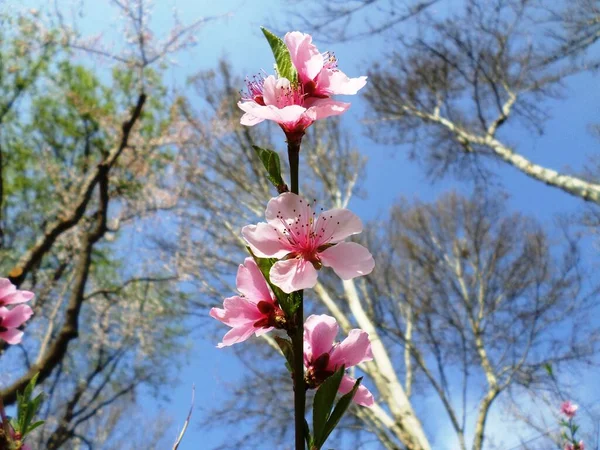Blommande Gren Persika Rosa Knoppar Och Blommor Bakgrunden Våren Himlen — Stockfoto