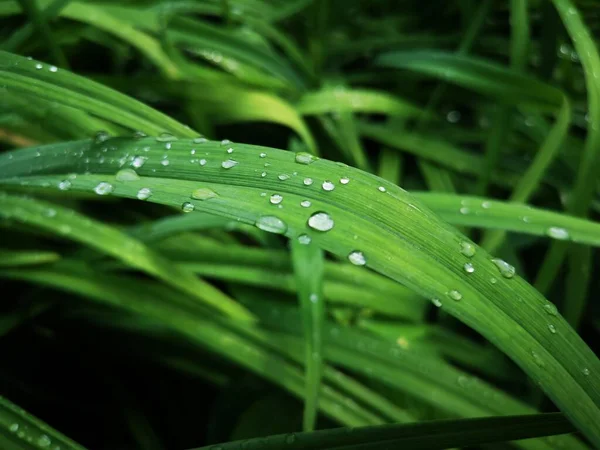 After the rain. Dew drops on the grass. Green background for wallpaper, printing