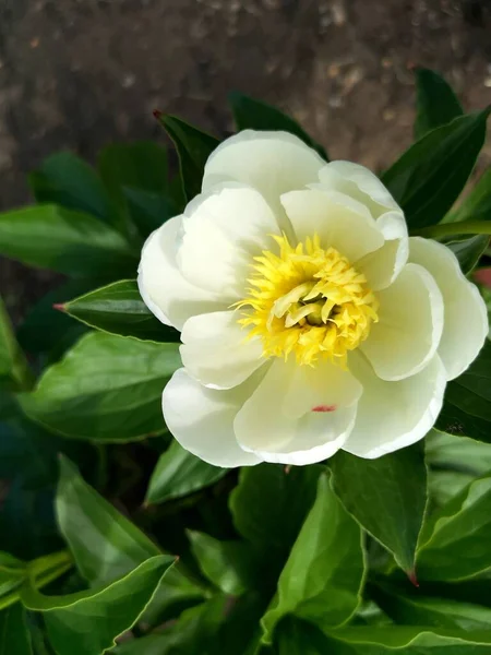 Delicato Fiore Giallo Tra Verde Idea Una Serata Romantica Regalo — Foto Stock