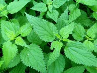 Taze yeşil ısırgan otu yaprakları. Yukarıdan manzara. Arka plandaki bitki ısırgan otu. Halk tıbbında tıbbi çay hazırlamak için kullanılır.