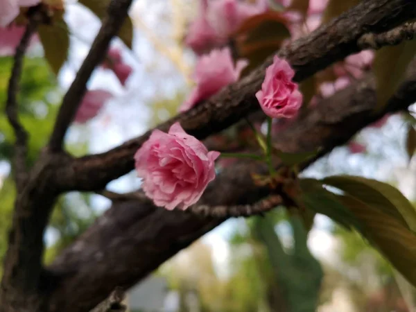 Ανθισμένες Κερασιές Ανοιξιάτικος Κήπος Ιαπωνικά Λουλούδια Σακούρα — Φωτογραφία Αρχείου