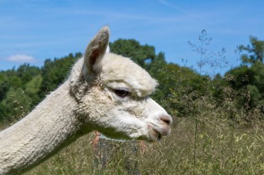 Yazın çayırda beyaz bir alpaka