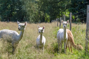Yazın çayırda beyaz ve kahverengi alpakalar