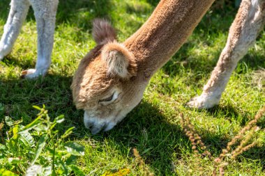 Yazın çayırda kahverengi bir alpaka.