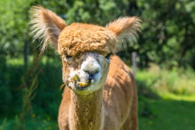 Yazın çayırda kahverengi bir alpaka.