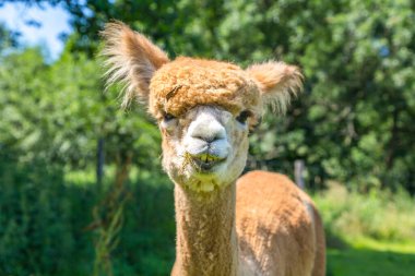 Yazın çayırda kahverengi bir alpaka.