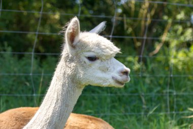 Yazın çayırda beyaz bir alpaka