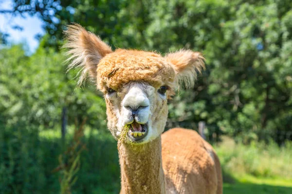 Brown Alpaca Summer Meadow — Stock Photo, Image