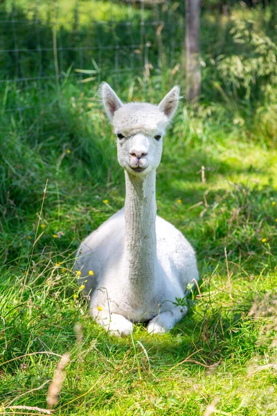 Vit Alpacka Sommaren Äng — Stockfoto