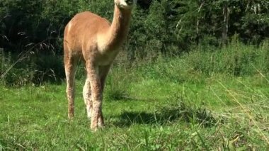Yazın çayırda kahverengi bir alpaka.