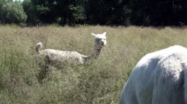 Yazın çayırda beyaz bir alpaka