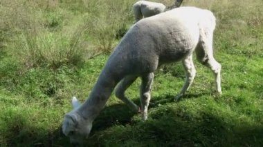 Yazın çayırda beyaz ve kahverengi alpakalar