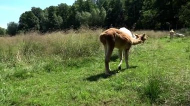 Yazın çayırda beyaz ve kahverengi alpakalar