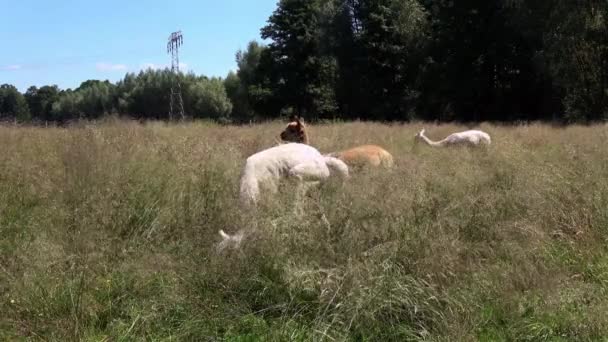 White Brown Alpacas Summer Meadow — Stock Video