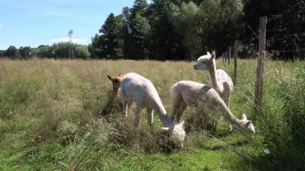 Weiße Und Braune Alpakas Sommer Auf Einer Wiese — Stockvideo