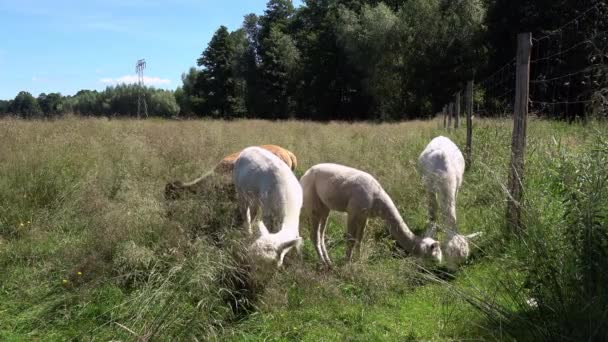 Alpagas Blanches Brunes Été Sur Une Prairie — Video