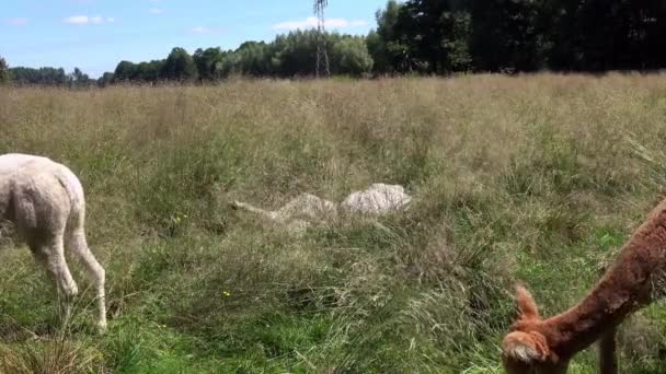 Białe Brązowe Alpaki Latem Łące — Wideo stockowe