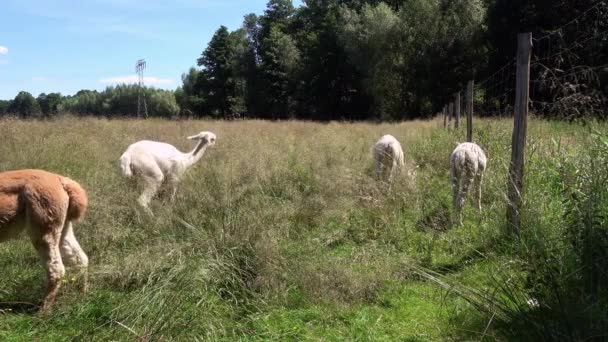 Alpagas Blanches Brunes Été Sur Une Prairie — Video