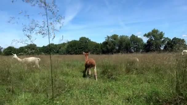 Alpagas Blanches Brunes Été Sur Une Prairie — Video
