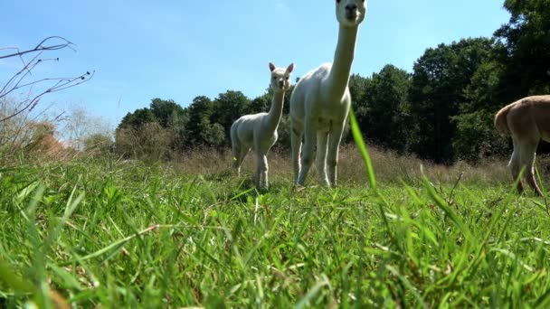 alpagas blanches et brunes en été sur une prairie