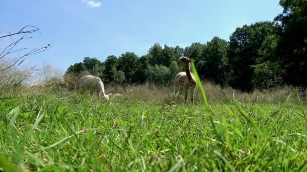 alpagas blanches et brunes en été sur une prairie