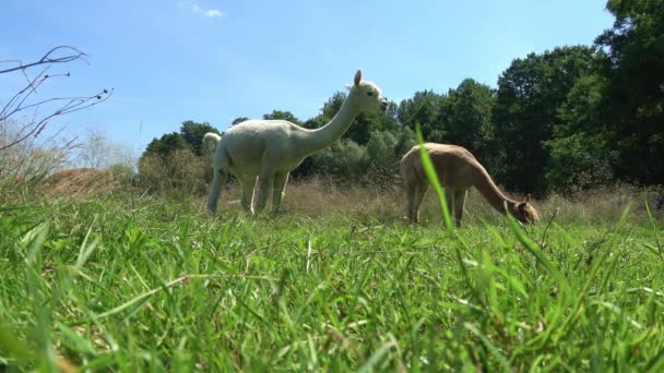 Weiße Und Braune Alpakas Sommer Auf Einer Wiese — Stockvideo