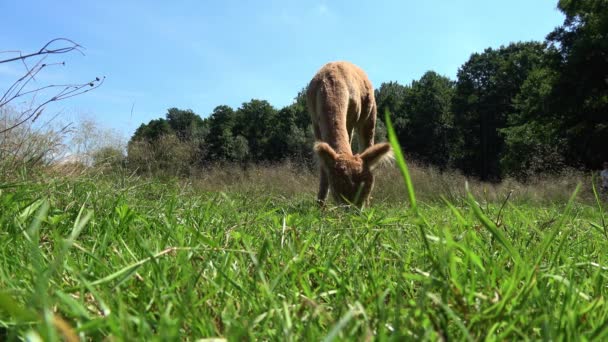 un alpaga brun en été sur une prairie