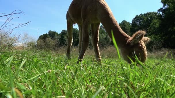 un alpaga brun en été sur une prairie