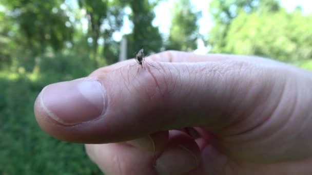 Mosquito Sangre Chupando Piel Humana — Vídeo de stock