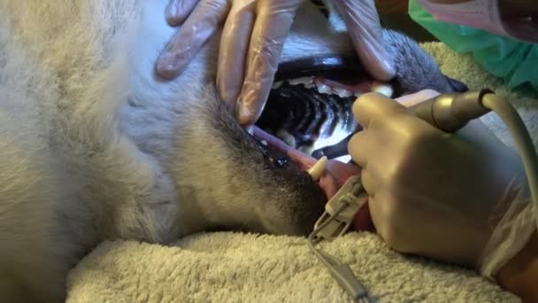 Dentista Quita Sarro Perro Akita Inu — Vídeo de stock