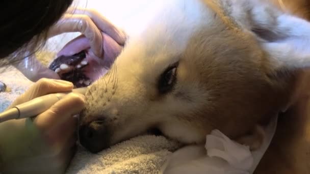 Dentista Rimuove Tartaro Cane Akita Inu — Video Stock