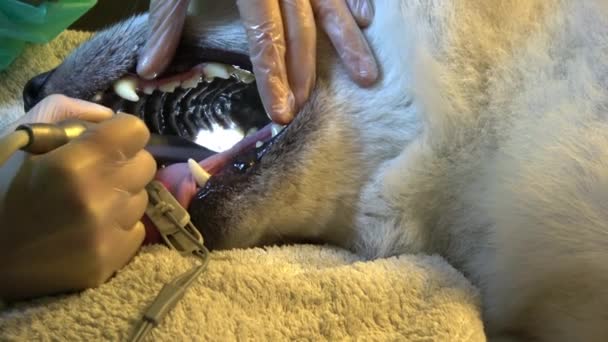 Tandläkare Avlägsnar Tandsten Från Hund Akita Inu — Stockvideo